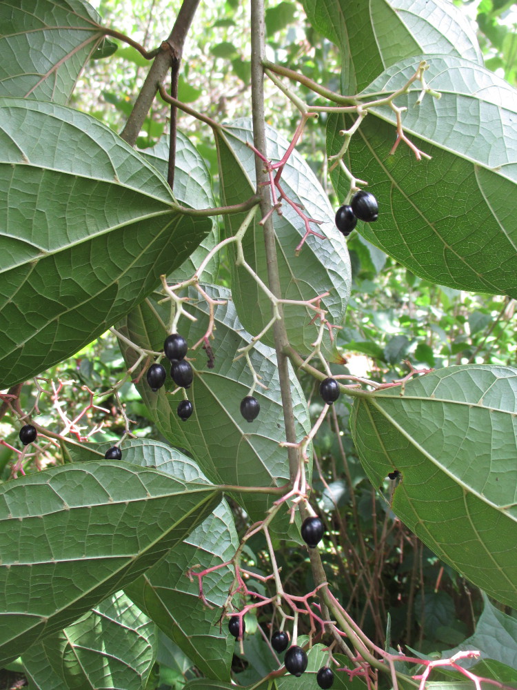 Image of Alangium platanifolium specimen.