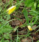Tulipa biebersteiniana. Цветущее растение в лесу. Дагестан, Талгинское ущелье. 24.04.2010.