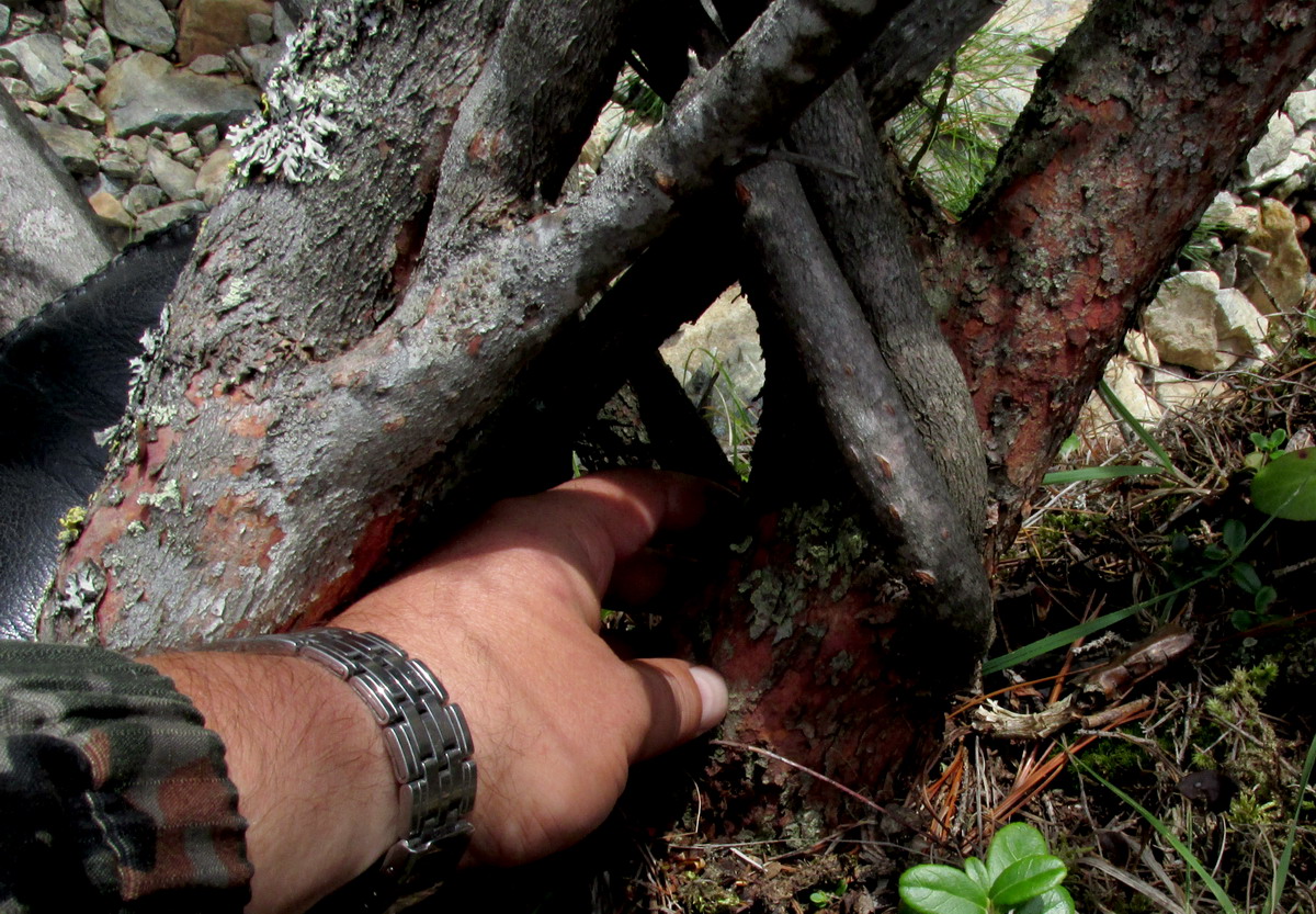 Image of Rhododendron sajanense specimen.