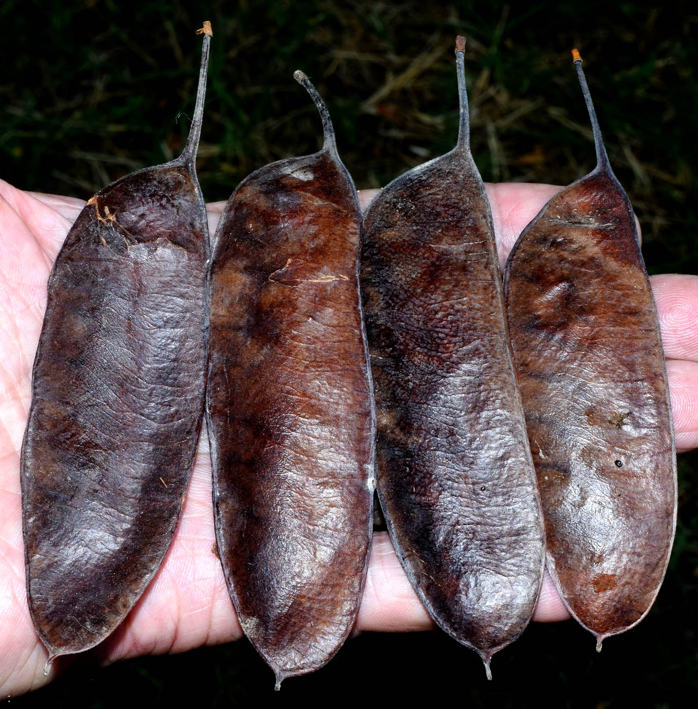 Image of genus Gleditsia specimen.