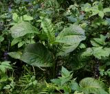 Rumex obtusifolius