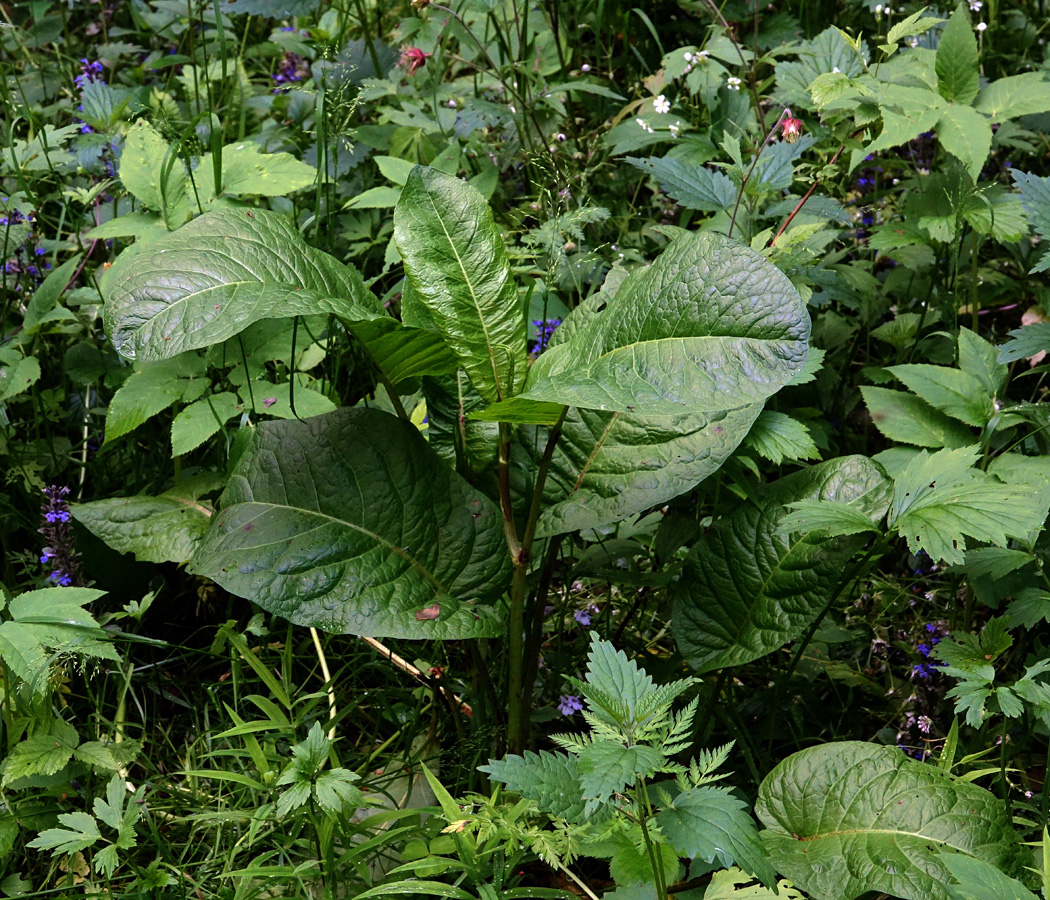 Image of Rumex obtusifolius specimen.