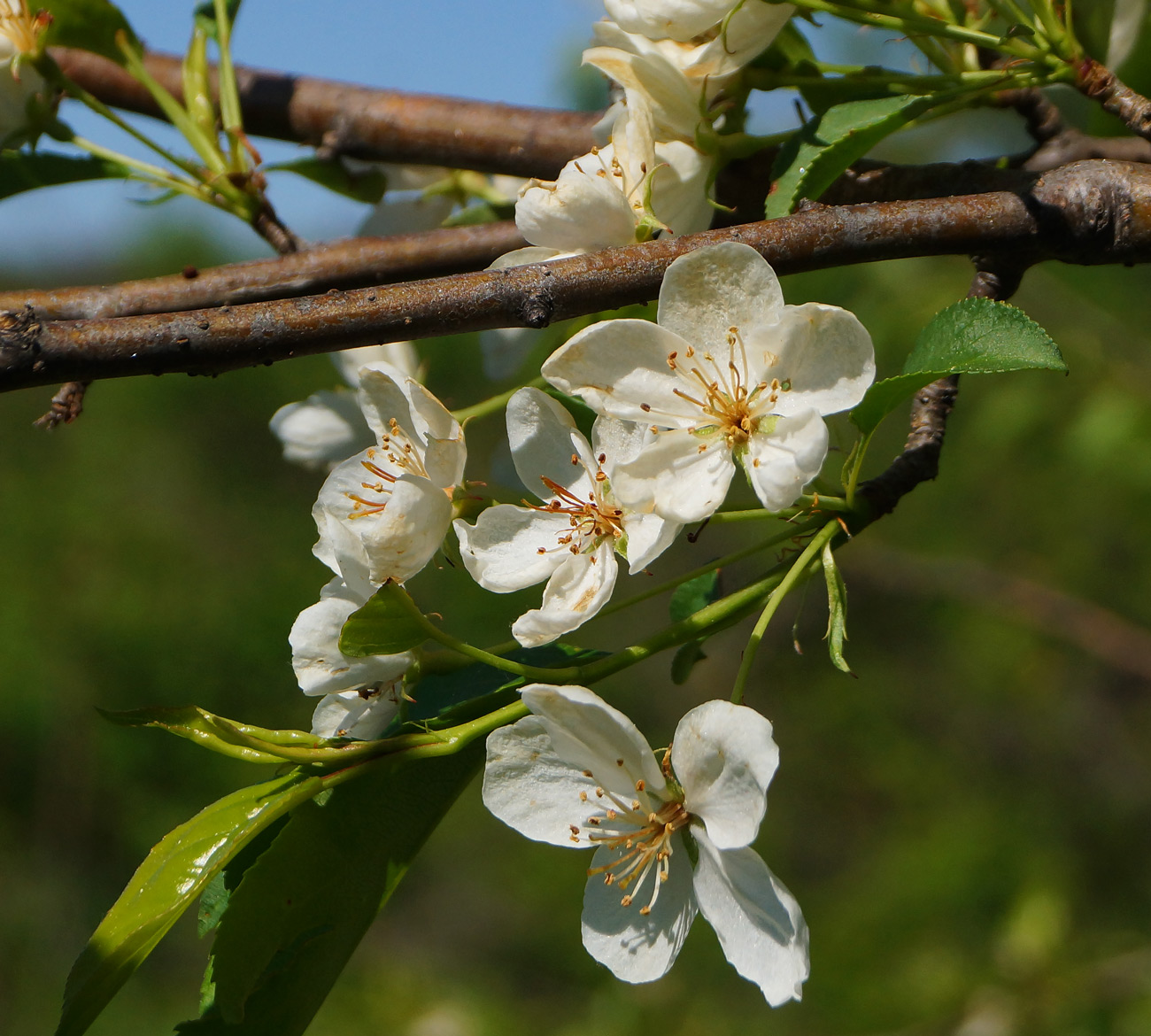 Изображение особи Malus baccata.