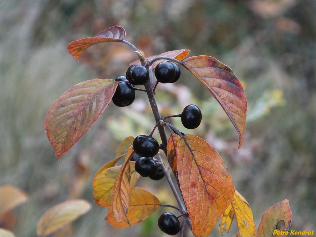 Изображение особи Frangula alnus.