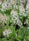 Tiarella cordifolia