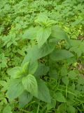 Scrophularia nodosa. Вегетирующее растение. Днепропетровская обл., балка в верховьях р. Самоткани. 07.05.2010.
