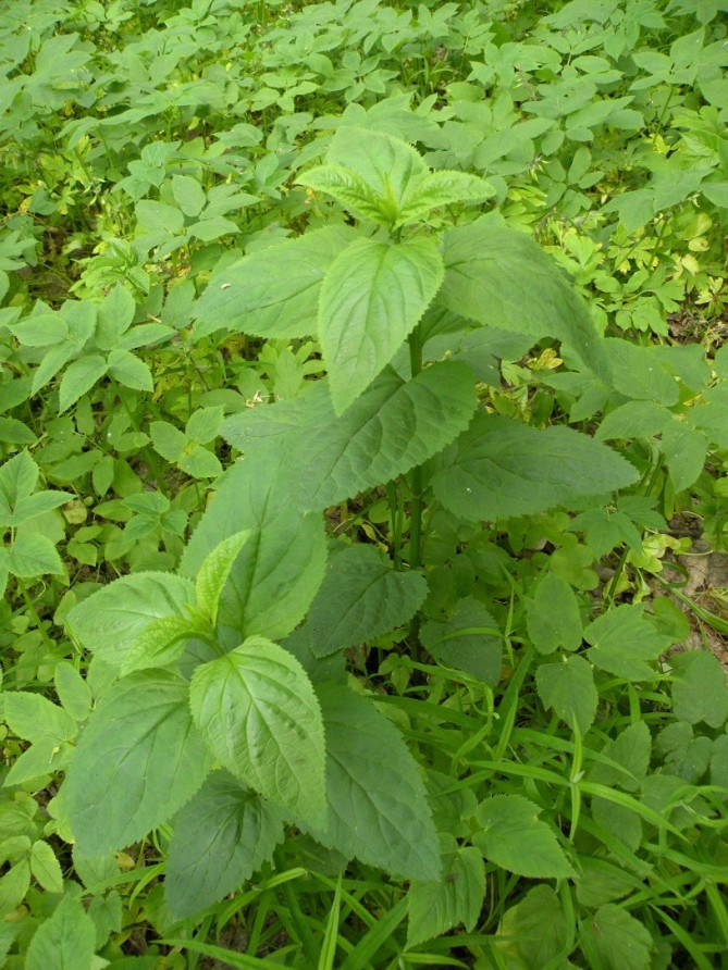 Изображение особи Scrophularia nodosa.