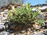 Astragalus