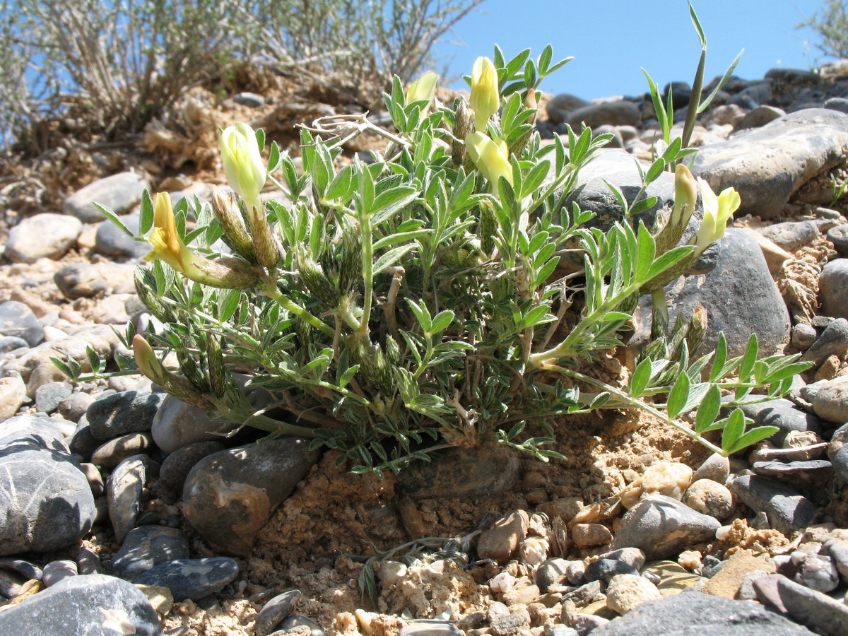 Изображение особи род Astragalus.