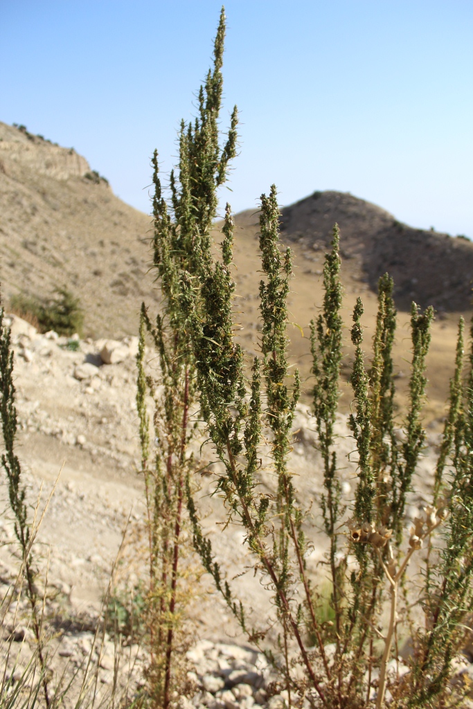 Изображение особи Artemisia tournefortiana.