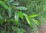 Salix pentandra. Верхушка побега. Окр. Архангельска, окраина ЛЭП. 06.07.2012.