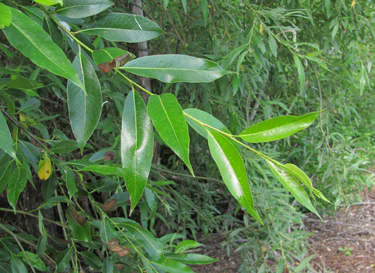 Image of Salix pentandra specimen.