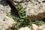 Pimpinella подвид depressa