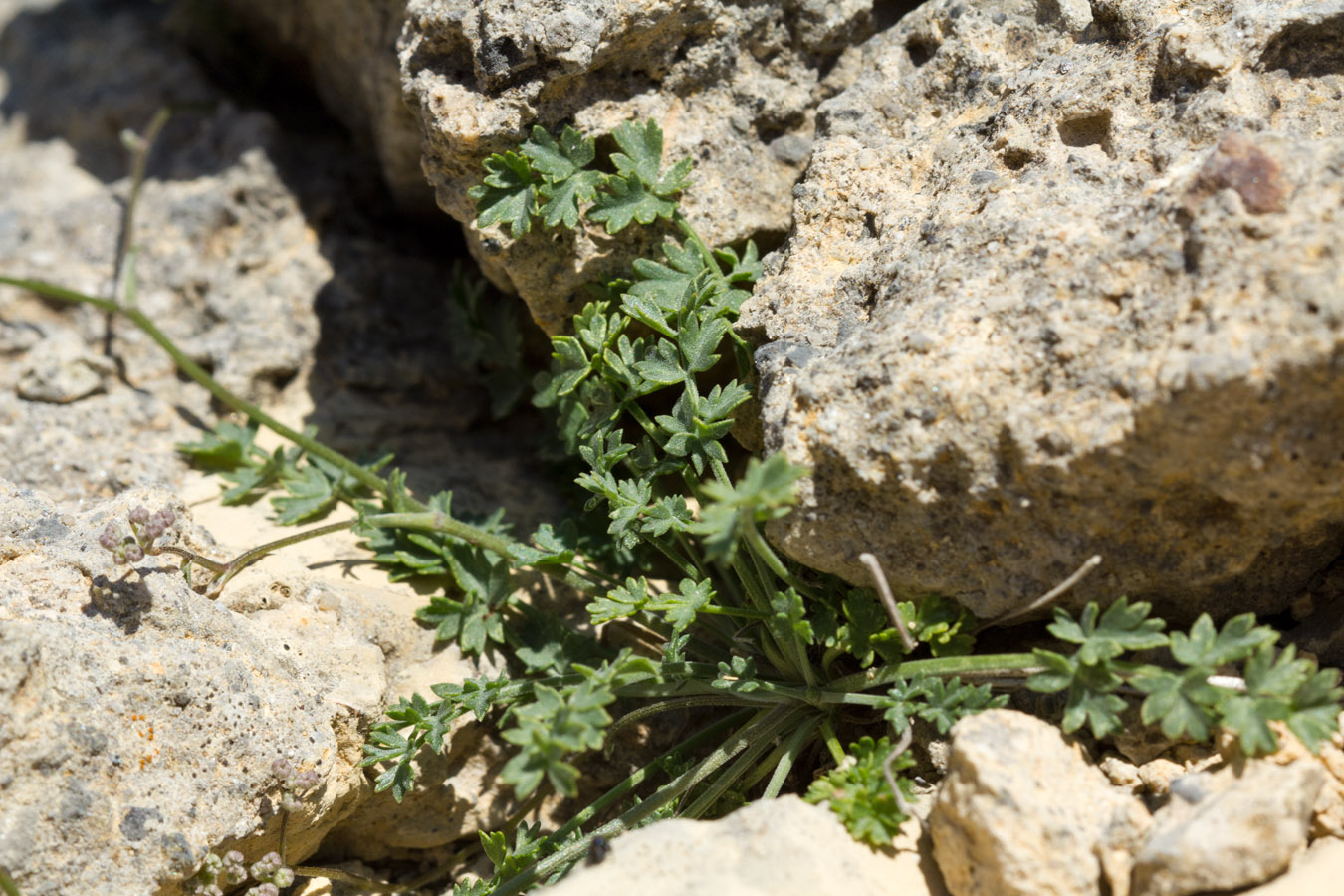 Image of Pimpinella tragium ssp. depressa specimen.