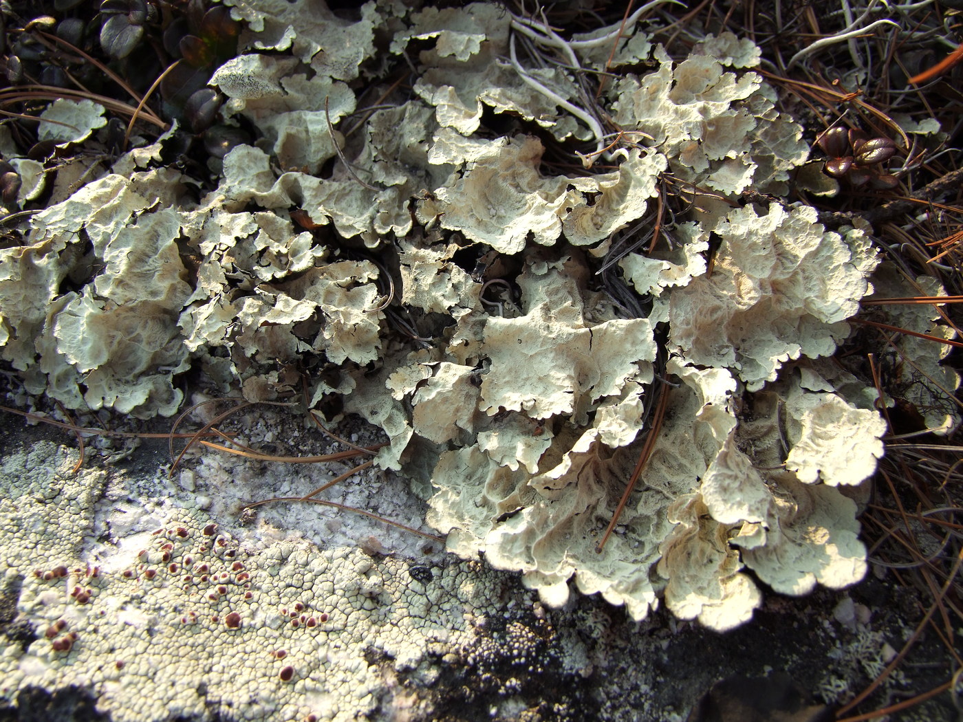 Image of Asahinea chrysantha specimen.