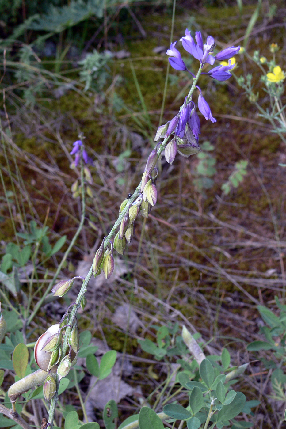 Image of Polygala wolfgangiana specimen.