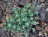 Chenopodium frutescens