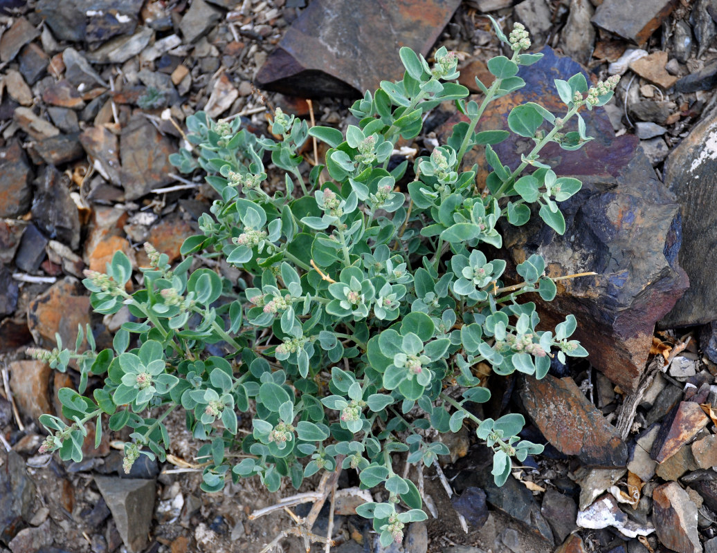 Image of Chenopodium frutescens specimen.