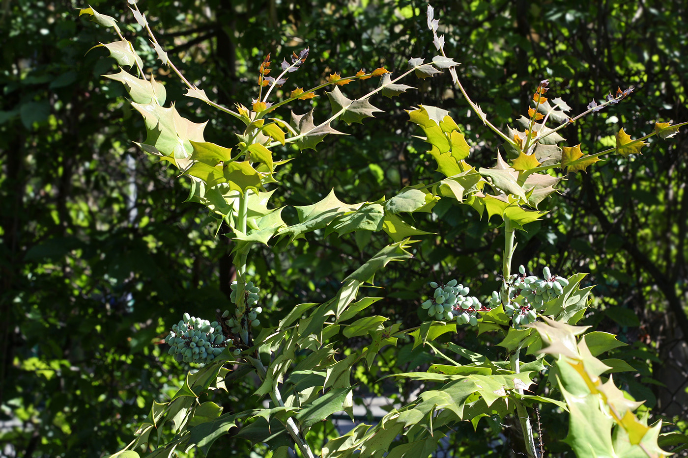 Image of Mahonia bealei specimen.