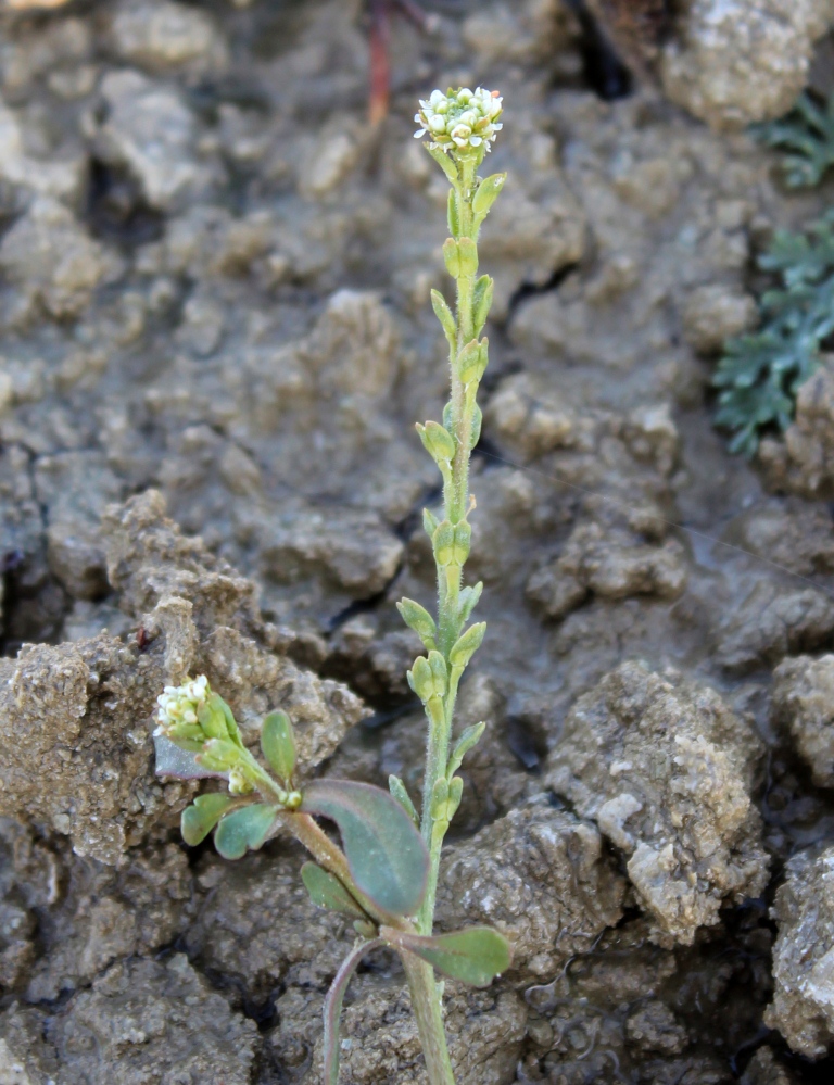 Изображение особи Lepidium aucheri.