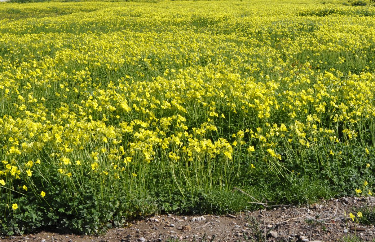 Image of Oxalis pes-caprae specimen.