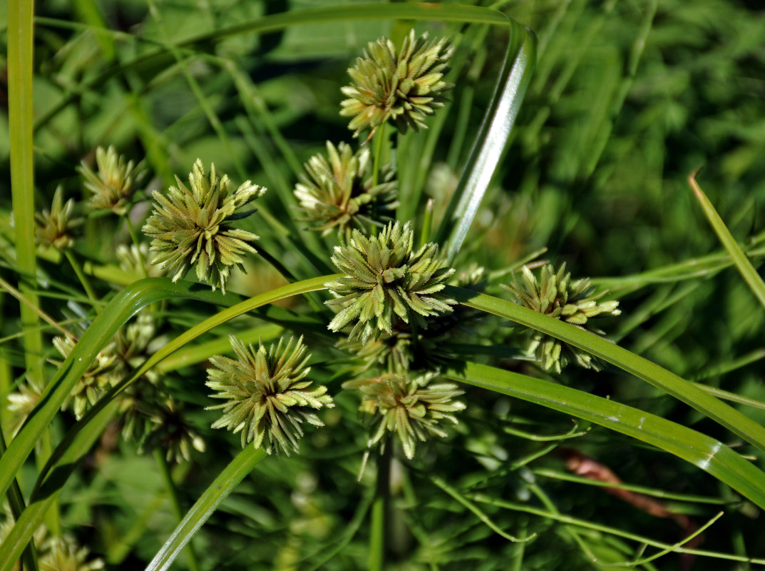 Изображение особи Cyperus eragrostis.