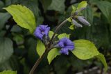 Clematis heracleifolia