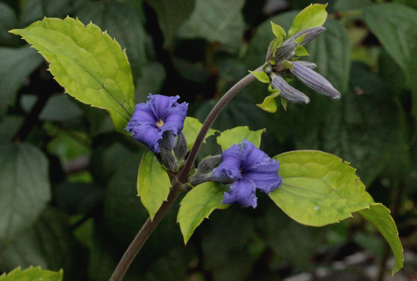 Image of Clematis heracleifolia specimen.