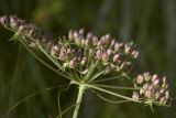 Thyselium palustre