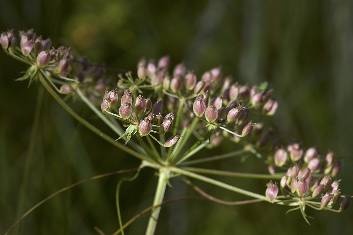 Изображение особи Thyselium palustre.