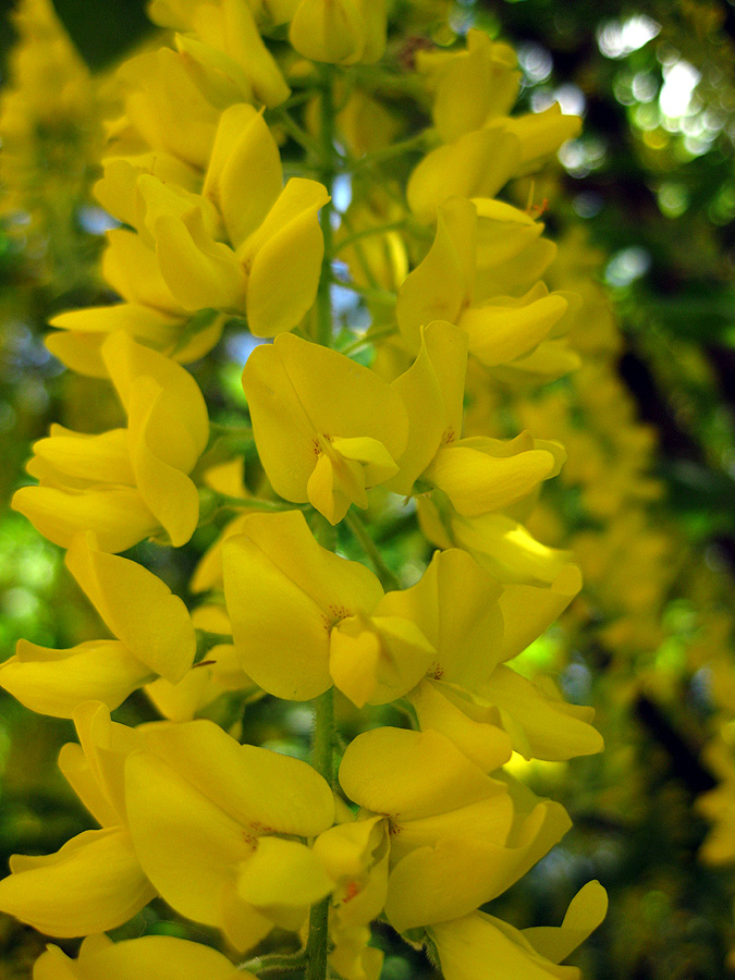 Изображение особи Laburnum alpinum.