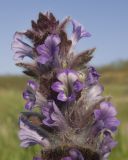 Ajuga orientalis. Верхушка соцветия. Краснодарский край, Темрюкский р-н, гора Дубовый Рынок, разнотравно-злаковый луг. 14.04.2018.