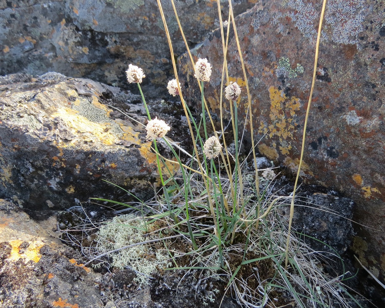 Изображение особи Alopecurus alpinus.