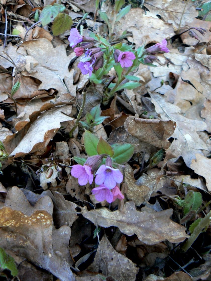 Image of Pulmonaria obscura specimen.