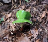 Fagus orientalis. Проросток. Адыгея, Кавказский биосферный заповедник, ур. Яворова Поляна, пихтово-кленово-буковый лес, выс. ≈ 1600 м н.у.м. 25.05.2018.