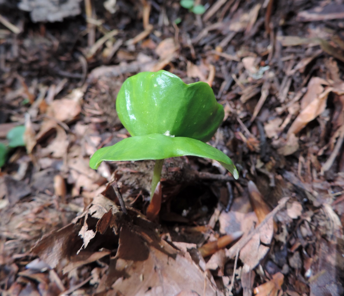 Изображение особи Fagus orientalis.