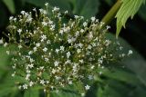 Valeriana dubia