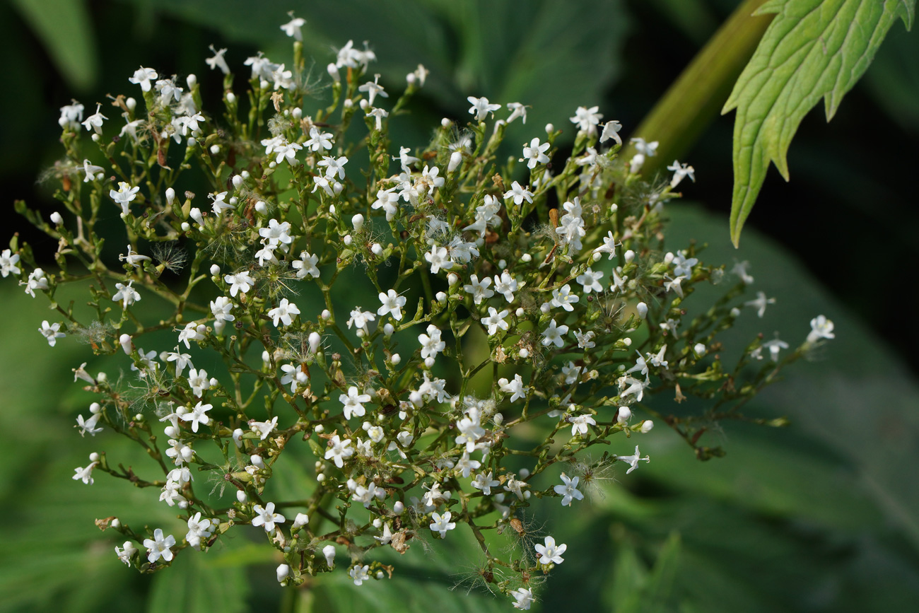 Изображение особи Valeriana dubia.