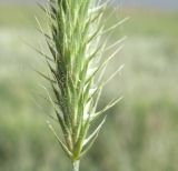 Agropyron pectinatum. Основание соцветия (вид \"в профиль\"). Краснодарский край, Кущёвский р-н, станица Шкуринская, обочина полевой дороги, на склоне. 27.05.2010.