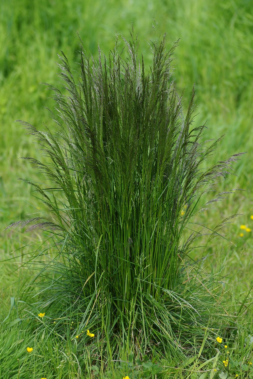 Image of Deschampsia cespitosa specimen.