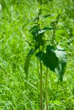 Phlomoides tuberosa