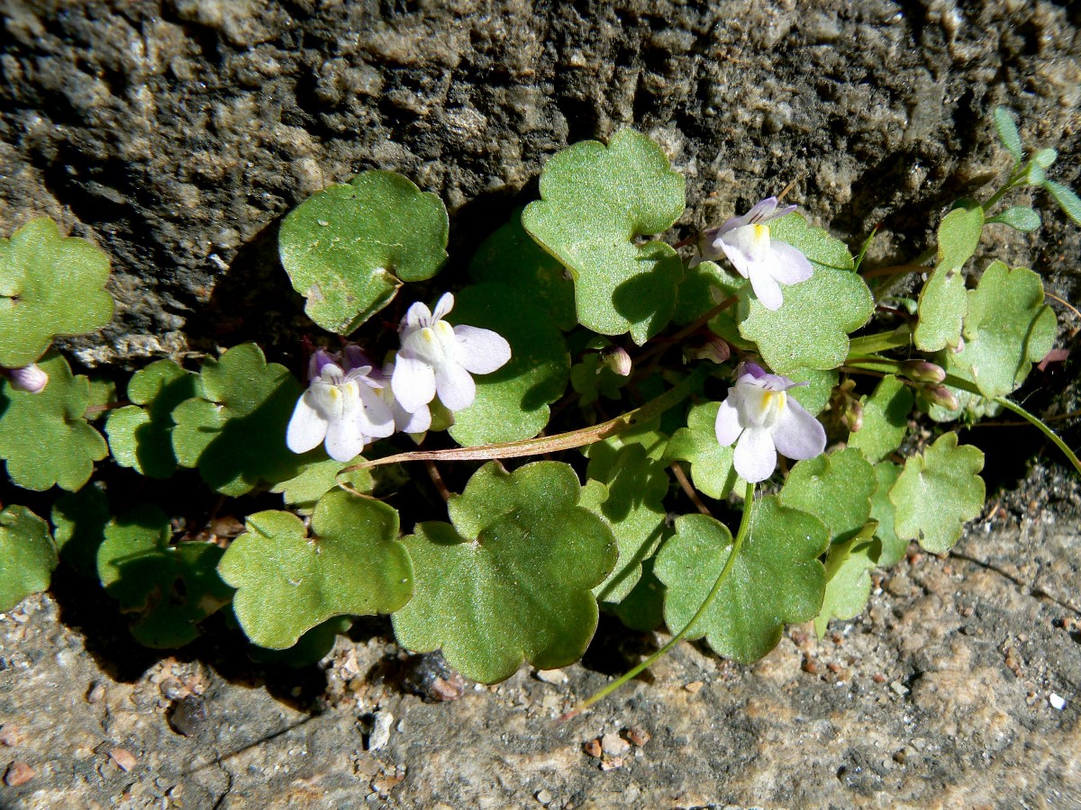 Изображение особи Cymbalaria muralis.