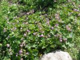 Geranium × cantabrigiense. Цветущее растение. Тверская обл., Весьегонск, в культуре. 21 июня 2018 г.