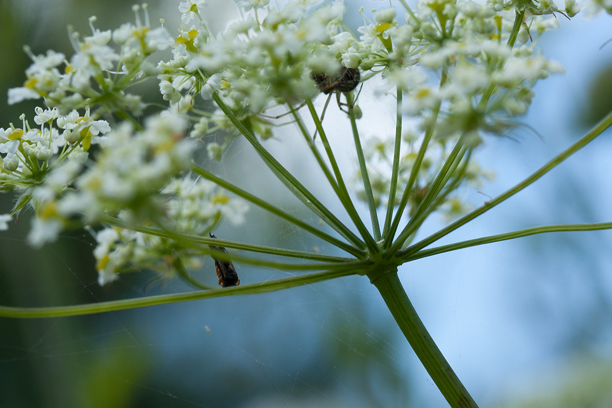 Image of Chaerophyllum aromaticum specimen.