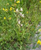 Epipactis palustris