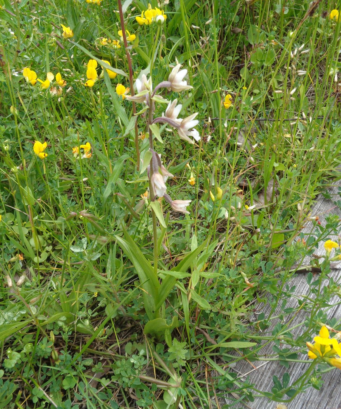 Image of Epipactis palustris specimen.