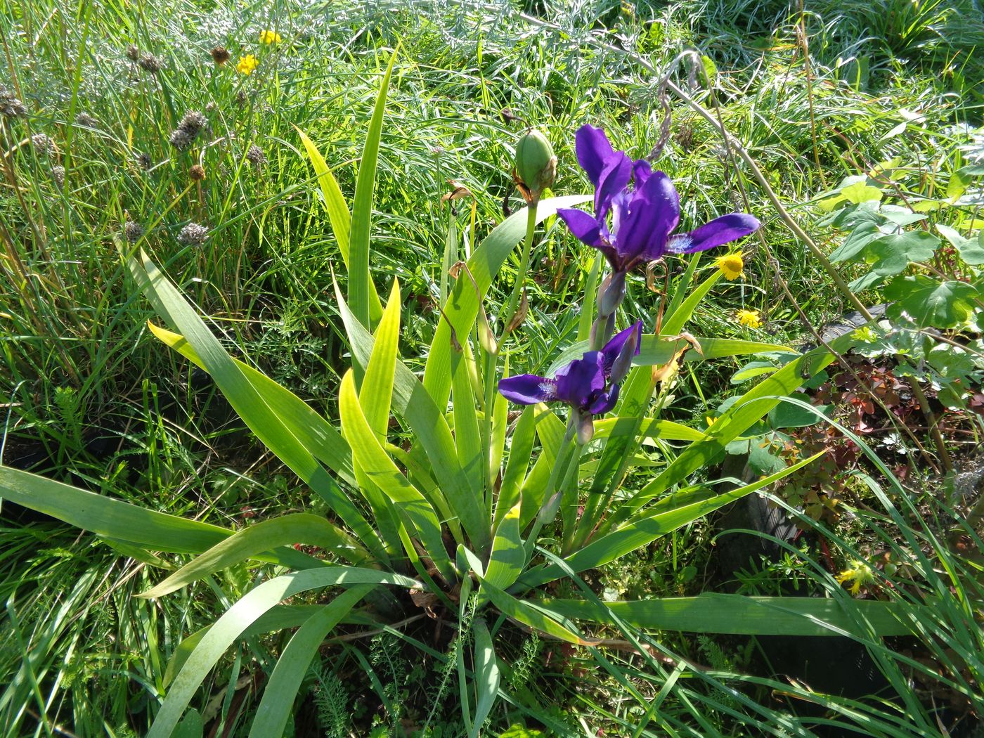 Image of Iris aphylla specimen.