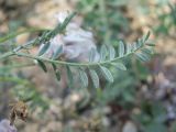 Astragalus tshegemensis
