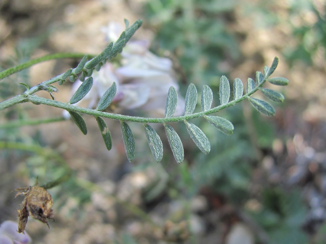 Изображение особи Astragalus tshegemensis.