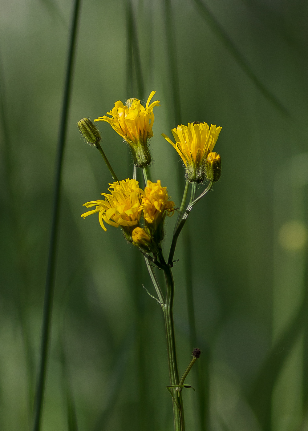 Изображение особи Crepis paludosa.